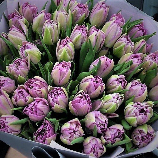пионовидные тюльпаны фиолетовые