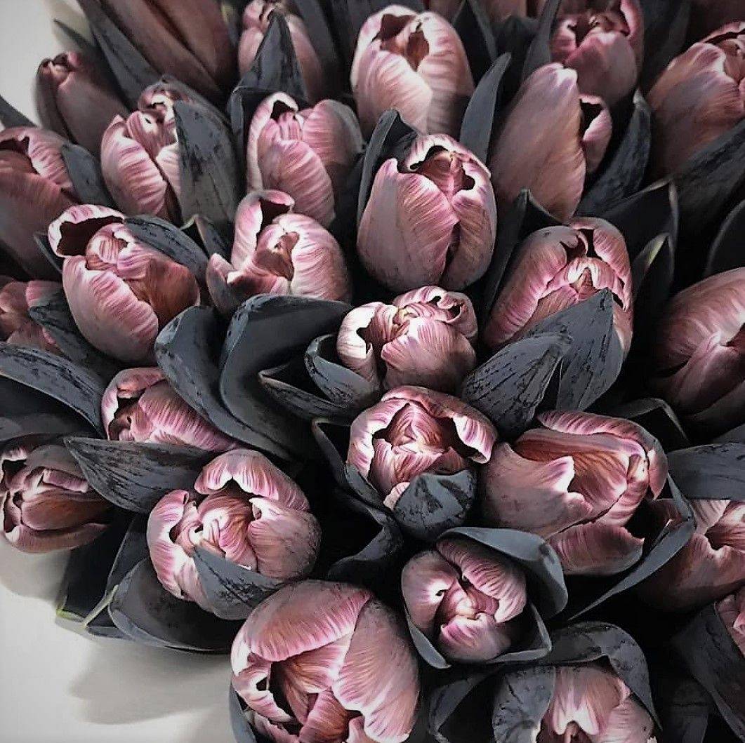 Купить букет чёрных тюльпанов 8700 р. в интернет магазине Модный букет с  доставкой по Москве